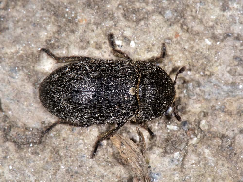 Dermestes laniarius (cf.)